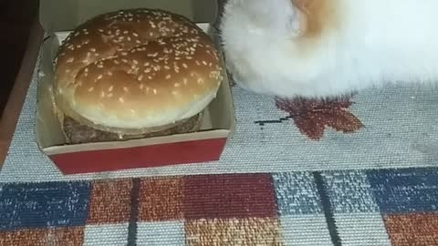 Burger kitty