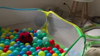 Ferrets Playing Together in a Ball Pit