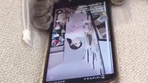 cute animals cat on mobile 😍 ♥ ️😲