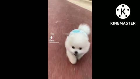Funny dog Pomerania and funny tiktok dog videos