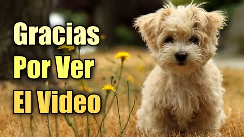 Videos de perritos tiernos y hermosos