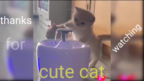 Cute cat is playing with water