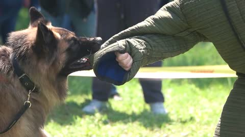 Dog is furiously biting a sleeve Shepherd dog is furiously biting a figurant's sleeve