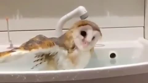 An Owl Showers last Night