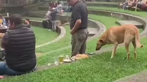 Dog steals a nice meal