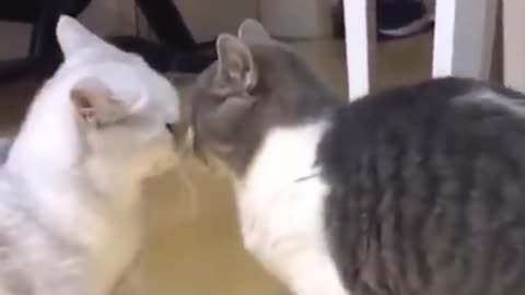 Most Adorable Dance Off Between Two Cats | Funniest Cat Shorts