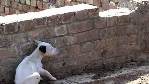 one puppy cross under the buffalo head and other puppy feeling hesitation and chose other way