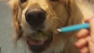 Two-Year-Old Golden Retriever Needs to be Spoon Fed