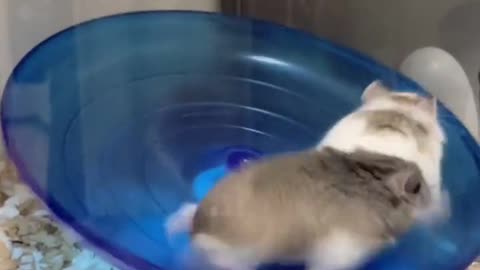 Funny Videos : Morning Exercise Hamster... 😂😂