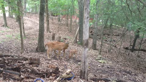 Deer and fawn grooming in the woods.