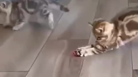 Two cats play this funny games, they looks amazing