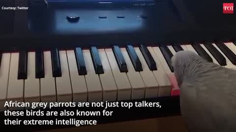 Parrot Plays a Tune on the Piano