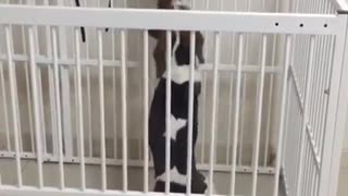 Beagle cat play pen cat struggles