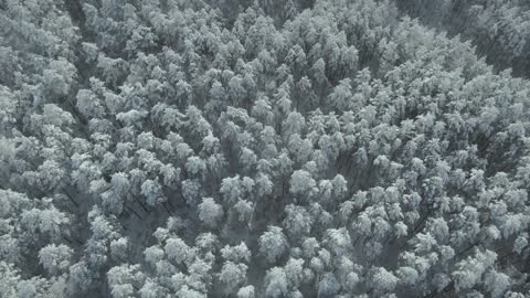 Aerial Footage of a Trees and Snow