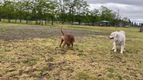 German Shepherd Vs Pitbul