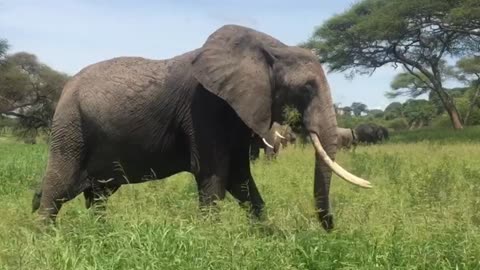 Watch the huge elephant