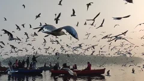 seagulls flying over a Body of Lake