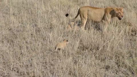 Lion Cubs Playing For The First Time