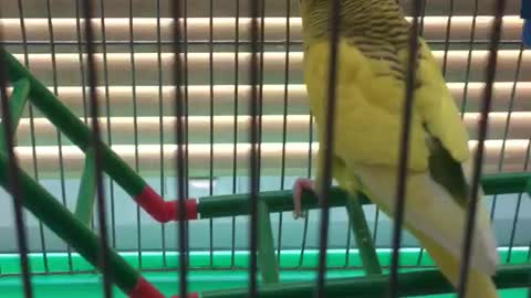 parrot is singing