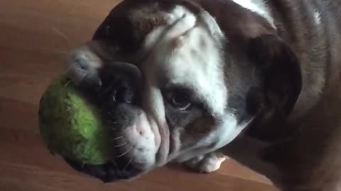 Dog toy in slow motion