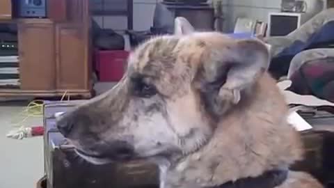 watch dog TALK about bacon, mad at owner for eating it