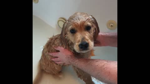 Adorable puppy has his first bath