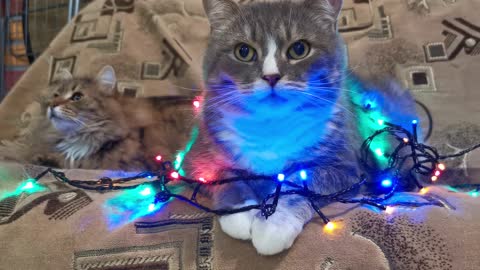 Adorable Cats Enjoying Their Time With The Lights