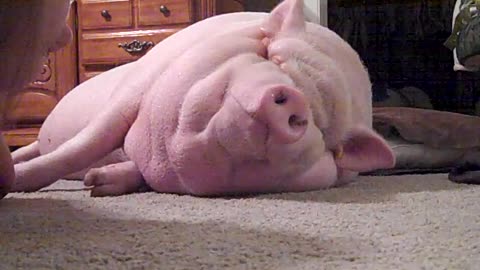 Woman Teases Large Pig Sleeping Indoors On Her Floor