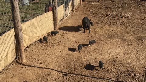 American Guinea Hog Piglets