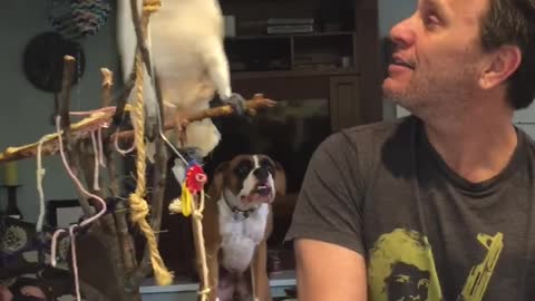 Parrot Argument Evolves Into Rough Yelling With Owner