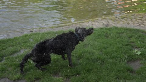 Dog gets rid of rain