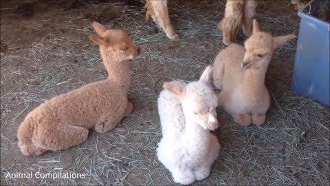 Furry Baby Alpacas - CUTEST Compilation