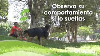 ¿Tu mejor amigo está estresado? ¡Le hace falta un paseo!