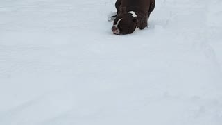 Doggo having way too much fun in the snow