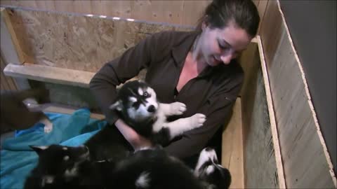 Husky Puppies Attack Unsuspecting Girl!