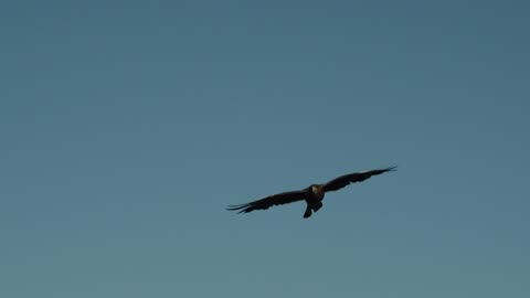 Flying Eagle - HD Video