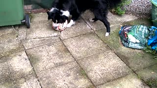 Sheep Dog loves playing soccer/football - great skills