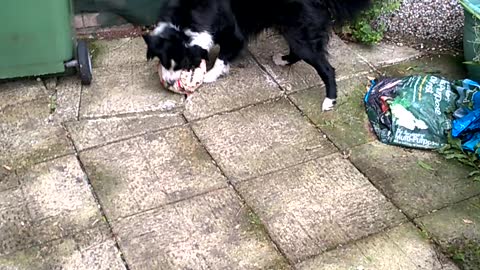 Sheep Dog loves playing soccer/football - great skills