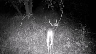 Fred Zepplin 2021, 9/15/21 Big And Small Bucks!