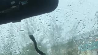 Snake Slithers on Windshield