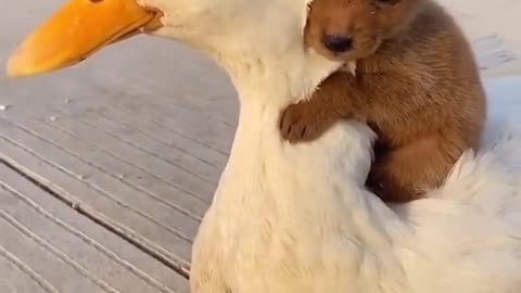 #PuppyLover #Adorable Puppy and friendly Ducky