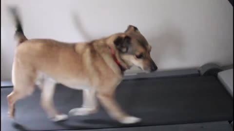 Cute and funny dog run atreadmill marathon best funny video