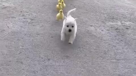 Everyone will have a lot of fun watching these 10 great funny videos of puppy dogs.
