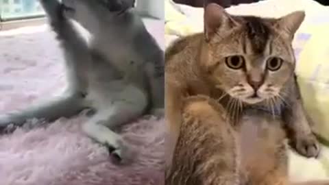 Female cat trying to seduce male cat