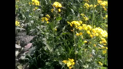 Bees collect juice from flowers