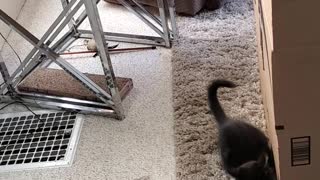 3 legged cat vs box