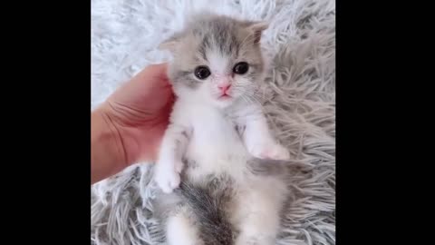 Cute Tiny Kitten Waving His Tiniest Paws