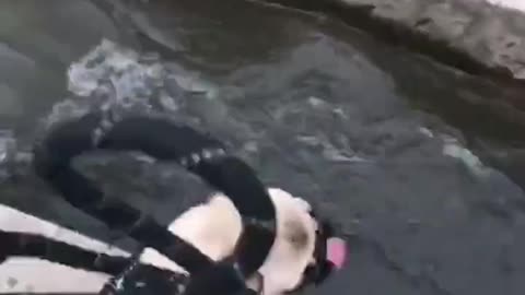 The dog crossed the river and fell into the water