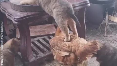 Dog helps hen, a friend indeed is a friend in need