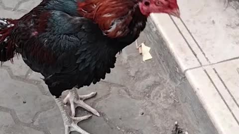 Rooster Video By Kingdom Of Awais